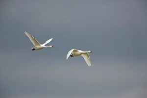 Bewick: Bewick's Swan - Two in flight