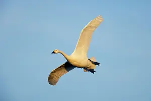 Bewickii: Bewick's Swan - In Flight