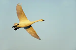 Bewickii: Bewick's Swan - In Flight