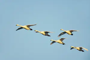 Bewickii: Bewick's Swan - In Flight