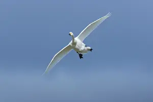 Bewickii: Bewick's Swan flight