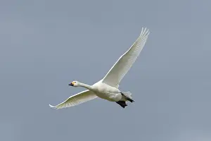 Bewickii: Bewick's Swan flight