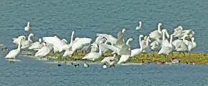 Bewick: Bewick's Swan - flock