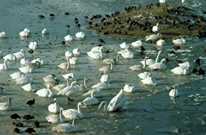 Bewickii: Bewick's Swan - on frozen marshes
