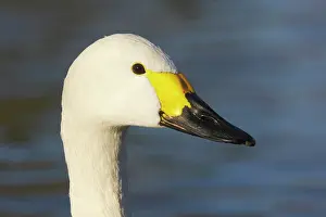 Bewickii: Bewick's Swan - head shot