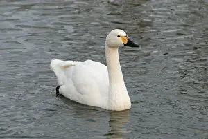 Bewickii: Bewick's Swan on lake