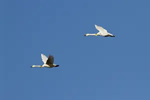 Radio: Bewick's Swan - Pair of adult birds in flight wearing