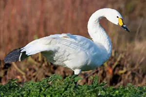 Bewick: Bewick's Swan - Single adult bird stretching