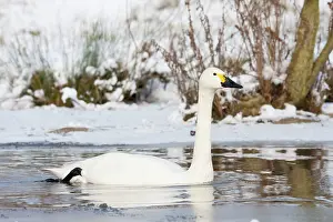 David Kilbey: Bewick's Swan - single adult bird swimming along
