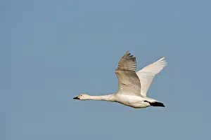 Bewick: Bewick's Swan - single in flight