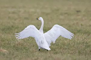 Bewickii: Bewick's Swan, Tundra Swan - adult swan flapping
