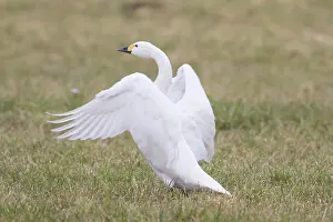 Bewickii: Bewick's Swan, Tundra Swan - adult swan flapping
