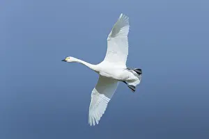 Bewickii: Bewick's Swan, Tundra Swan - adult swan in flight - Germany