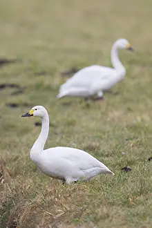 Bewickii: Bewick's Swan, Tundra Swan - adult swan standing