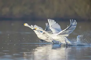 Taking: Bewick's Swan, Tundra Swan - adult swans starting