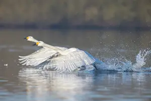 Taking: Bewick's Swan, Tundra Swan - adult swans starting