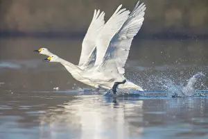 Taking: Bewick's Swan, Tundra Swan - adult swans starting