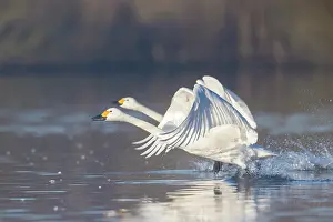 Taking: Bewick's Swan, Tundra Swan - adult swans starting