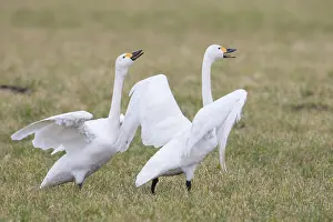 Bewickii: Bewick's Swan, Tundra Swan - displaying swan pair - Germany