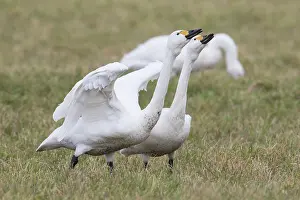 Bewickii: Bewick's Swan, Tundra Swan - displaying swan pair - Germany