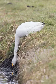 Thirsty: Bewick's Swan, Tundra Swan - drinking swan - Germany