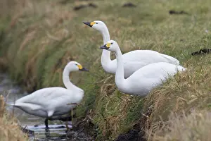 Bewickii: Bewick's Swan, Tundra Swan - resting flock - Germany