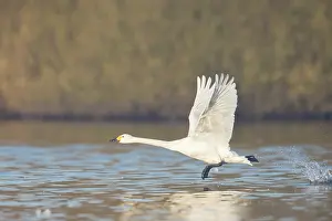 Taking: Bewick's Swan, Tundra Swan - swan taking off from