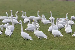 Bewickii: Bewick's Swans Bewick's / Tundra Swan swans on meadow
