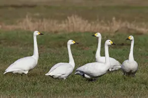 Bewickii: Bewick's Swans Bewick's / Tundra Swan swans on meadow