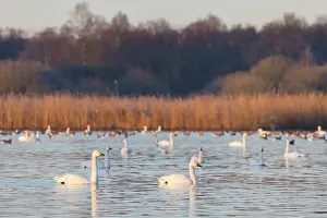 Sleeping: Bewick's Swans water