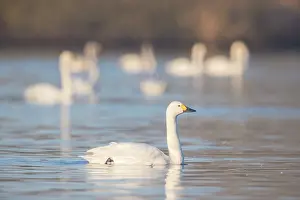 Sleeping: Bewick's Swans water