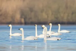 Sleeping: Bewick's Swans water