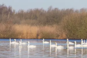 Sleeping: Bewick's Swans water
