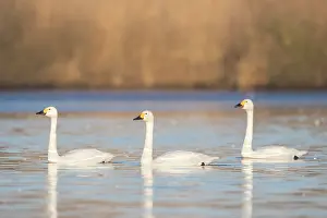 Sleeping: Bewick's Swans water