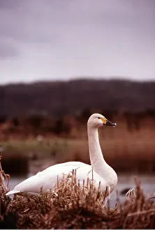 Whistling: Bewick's / Tundra / Whistling SWAN