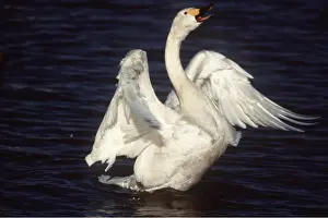 Whistling: Bewick's / Tundra / Whistling SWAN - flapping wings