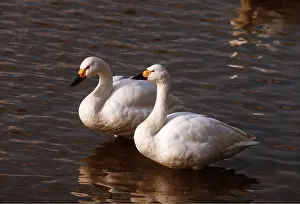 Chris Knights: Bewick's / Tundra / Whistling SWAN - pair on water