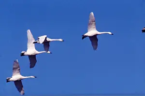 Whistling: Bewick's / Tundra / Whistling SWANS - four in flight