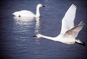 Taking: Bewick's / Tundra / Whistling SWANS - one in flight
