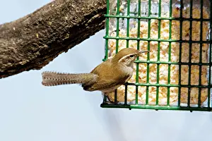 Bewickii: Bewick's Wren