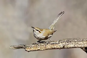 Bewickii: Bewick's Wren