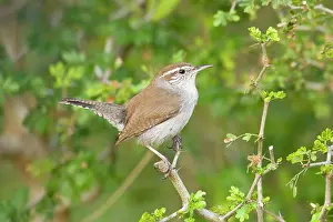 Bewickii: Bewick's Wren