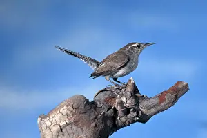 Bewickii: Bewick's Wren