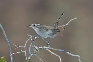 Bewickii: Bewick's Wren in tree