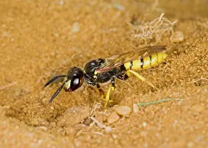 Beewolf: Bewolf / bee killer wasp - digging nest hole