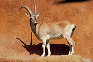 Aegagrus: Bezoar Goat