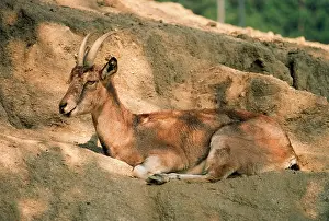Aegagrus: Bezoar Goat - female