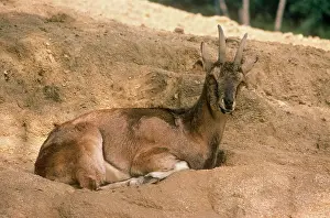 Aegagrus: Bezoar Goat - female