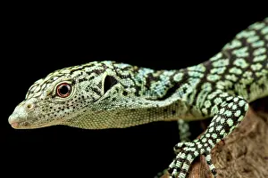 Varanus: Biak tree monitor (Varanus kordensis)