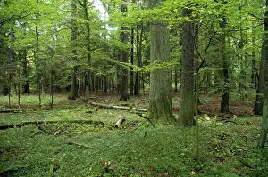 Bialowieza: Bialowieza primaeval forest, Poland